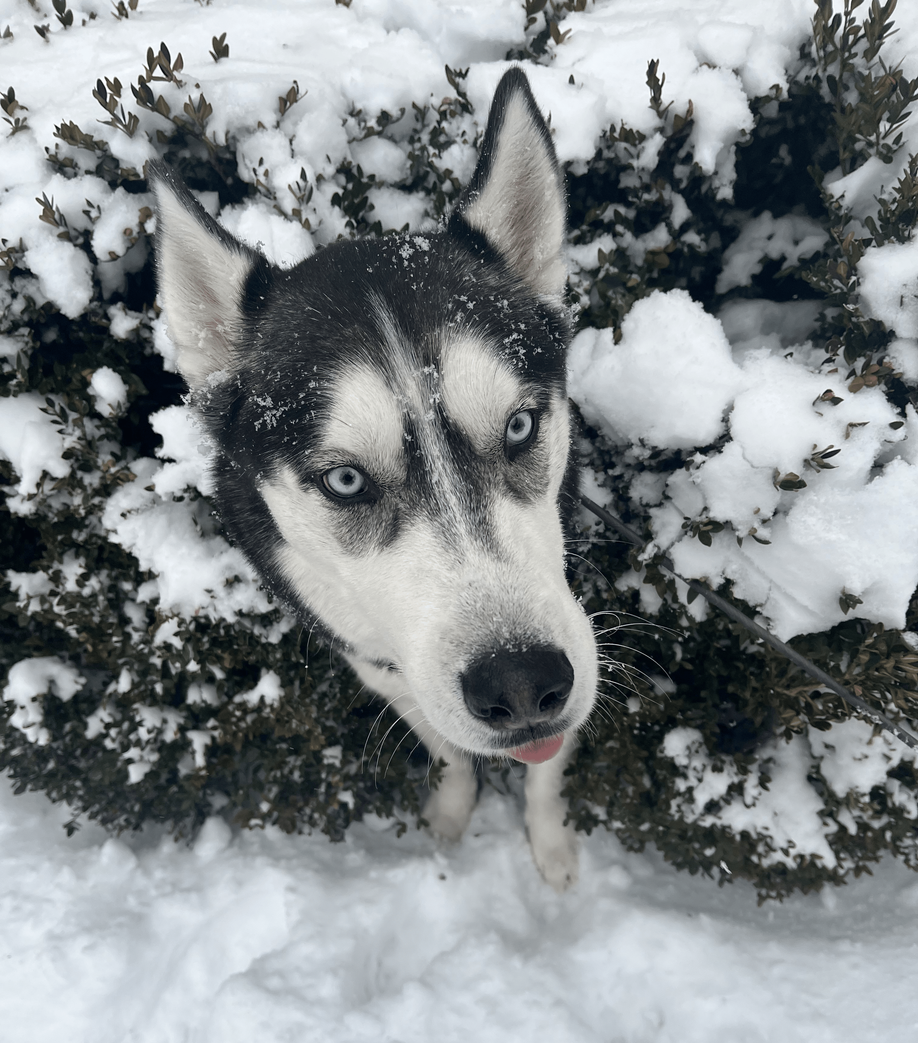 My dog